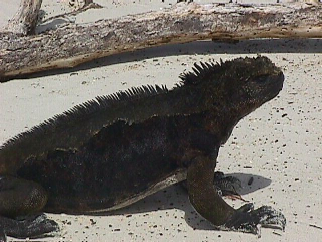 Black Sea Iguana